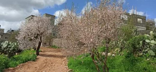 قرية عورت / نابلس