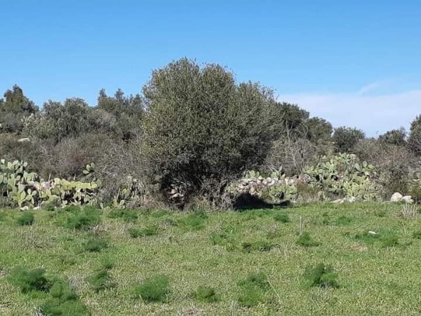 رية ذِكْرين البَرَدَان/ الخليل