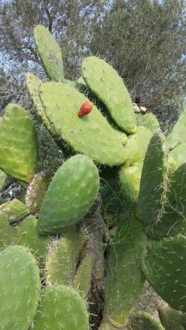 رية ذِكْرين البَرَدَان/ الخليل