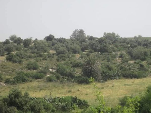 رية ذِكْرين البَرَدَان/ الخليل