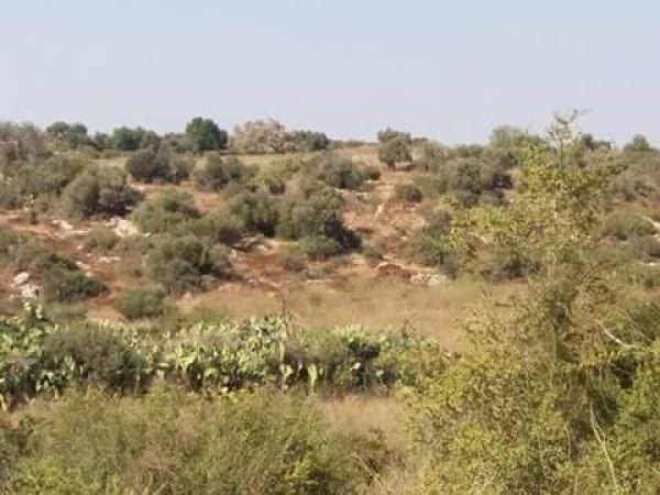 رية ذِكْرين البَرَدَان/ الخليل