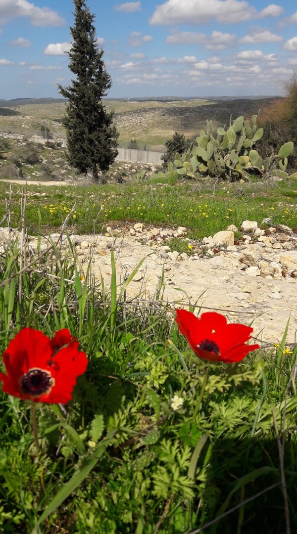  | موسوعة القرى الفلسطينية