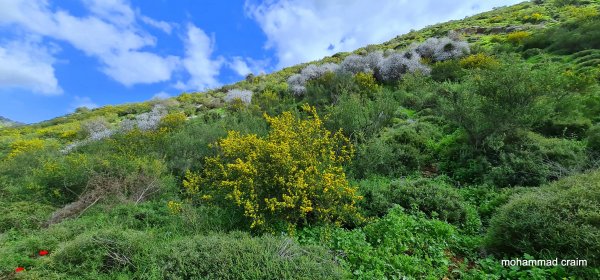 وادي الحنداج / صفد، عدسة محمد كريّم