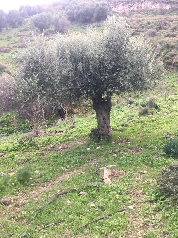 وادي الحنداج / صفد، عدسة محمد كريّم