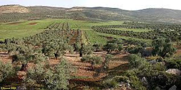 أراضي القرية