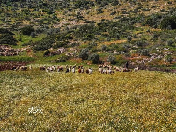  | موسوعة القرى الفلسطينية