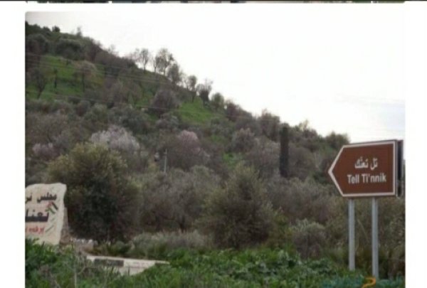 قرية تعنك / جنين