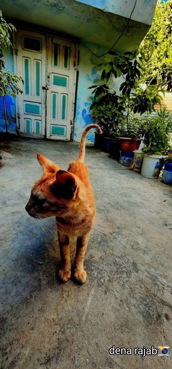 صور البيوت في البلدة بعدسة دينا رجب