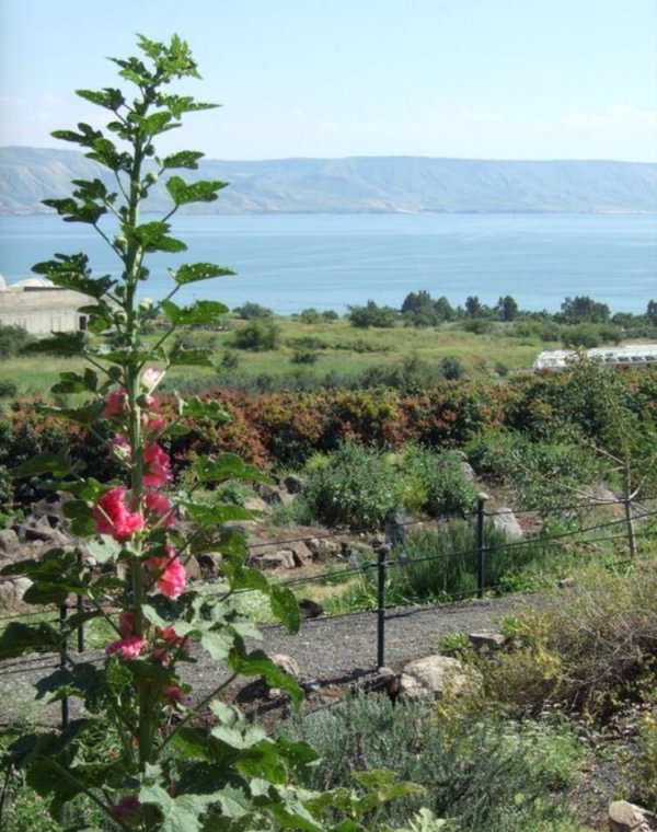 صورة من المستعمرة التي أقيمت على أراضي الشمالنة، نقلاً عن موقع فلسطين في الذاكرة