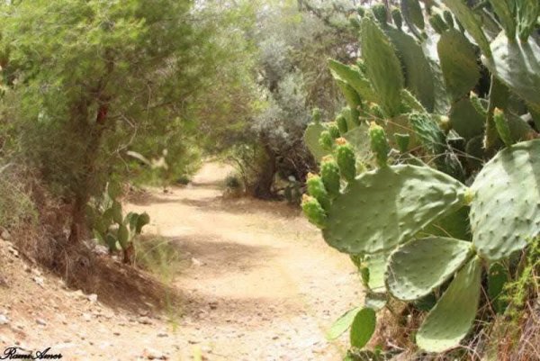 ضور حديثة من أراضي قرية قولة، نقلاً عن صفحة الباحث عادل عامر