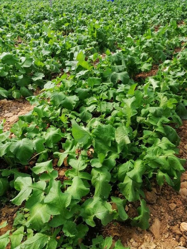 الزراعة في قرية رابود / دورا -الخليل