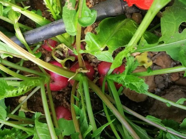 الزراعة في قرية رابود / دورا -الخليل