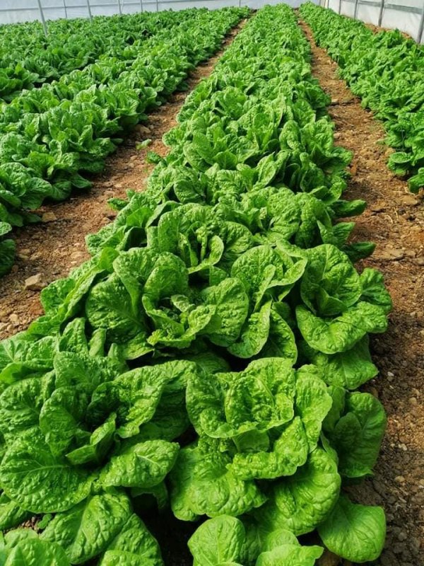 الزراعة في قرية رابود / دورا -الخليل