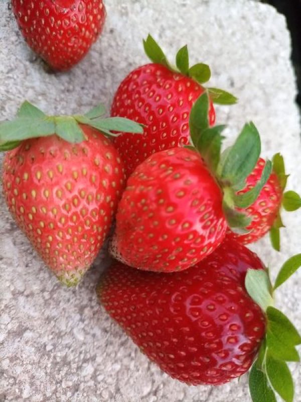 الزراعة في قرية رابود / دورا -الخليل