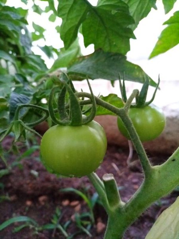 الزراعة في قرية رابود / دورا -الخليل