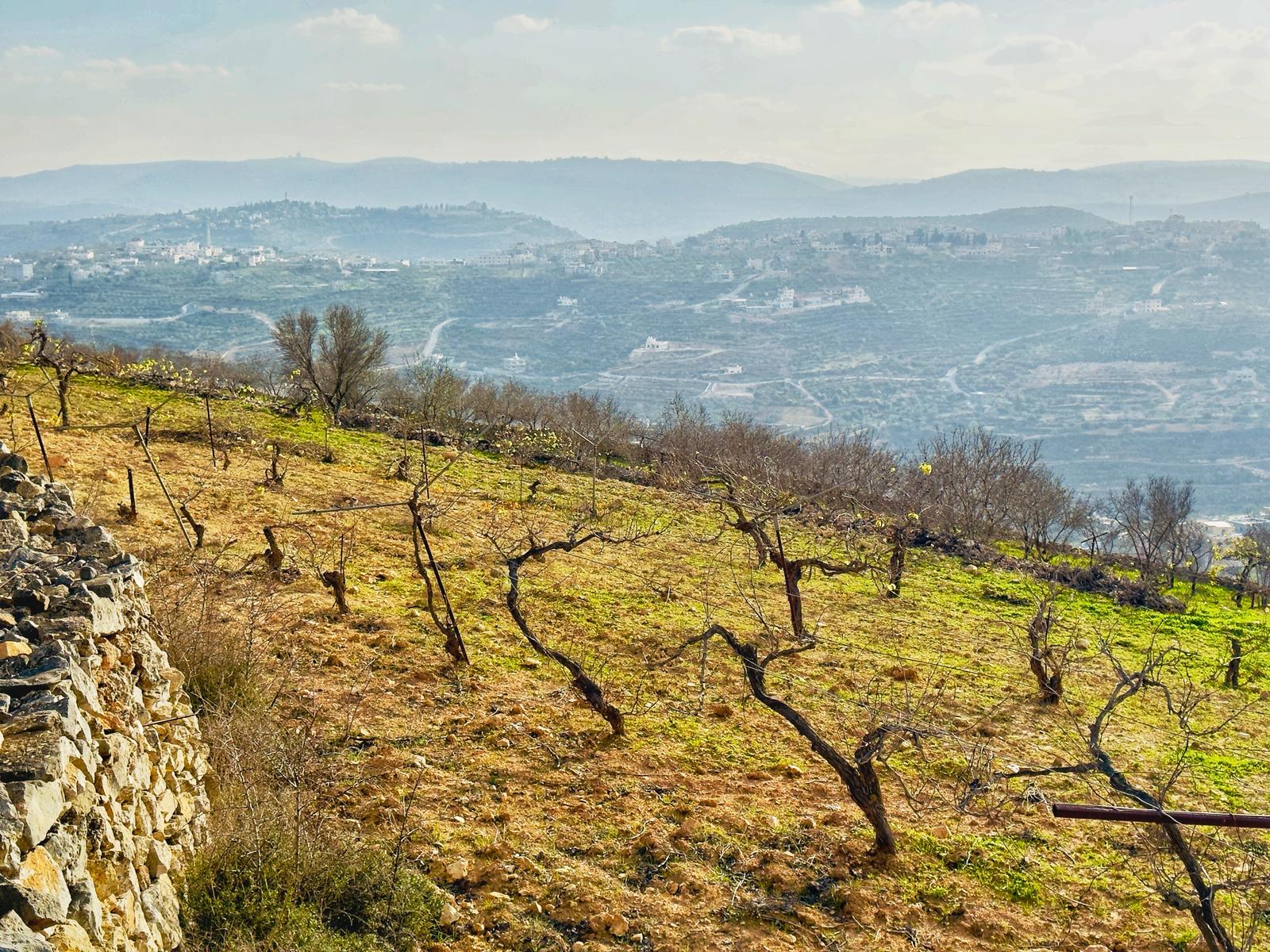 قرية قصرة/نابلس،  بعدسة محمد نزال، موسوعة القرى الفلسطينية