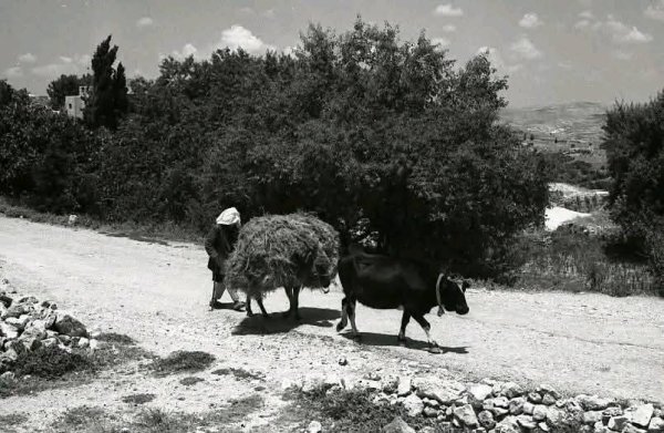 قرية سنجل عام 1968 / رام الله