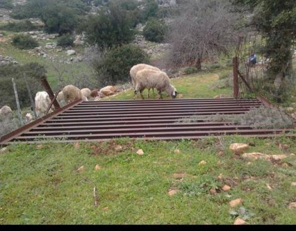 قرية الحسينية / عكا