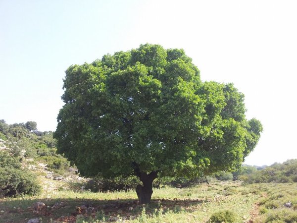 قرية الحسينية / عكا