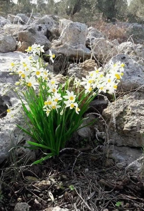  | موسوعة القرى الفلسطينية