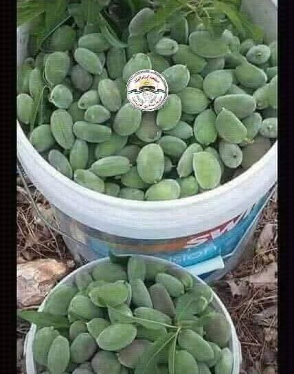  | موسوعة القرى الفلسطينية