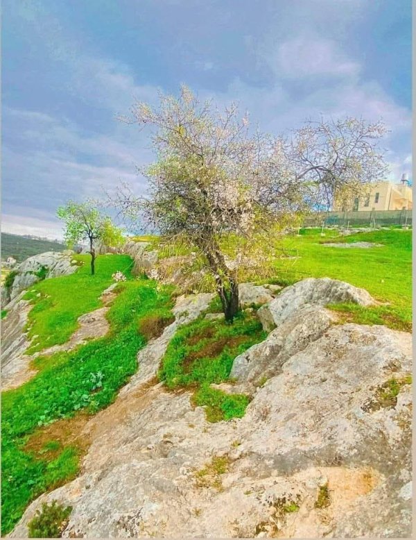  | موسوعة القرى الفلسطينية