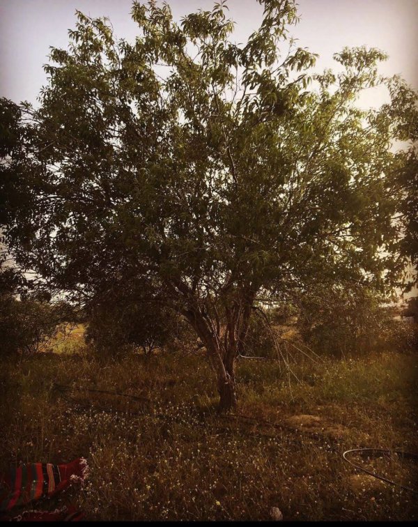  | موسوعة القرى الفلسطينية