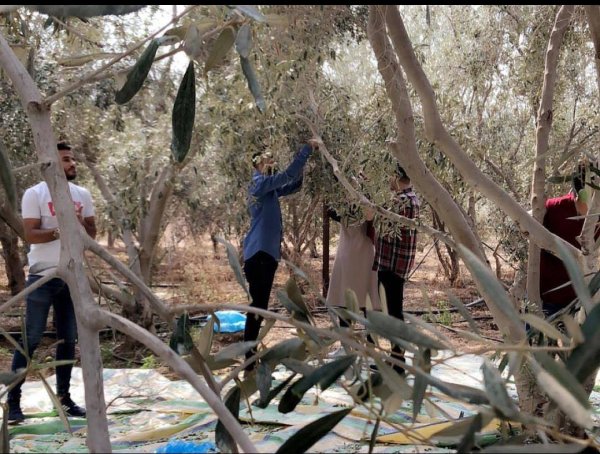  | موسوعة القرى الفلسطينية