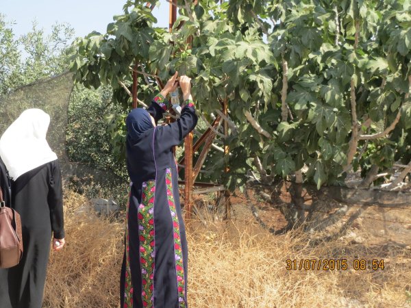 قرية العقبة / مدينة طوباس