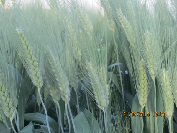 قرية العقبة / مدينة طوباس