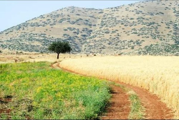 قرية العقبة / مدينة طوباس