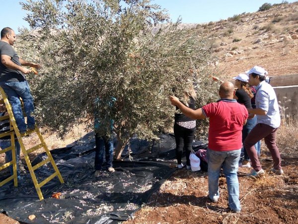 قرية العقبة / مدينة طوباس