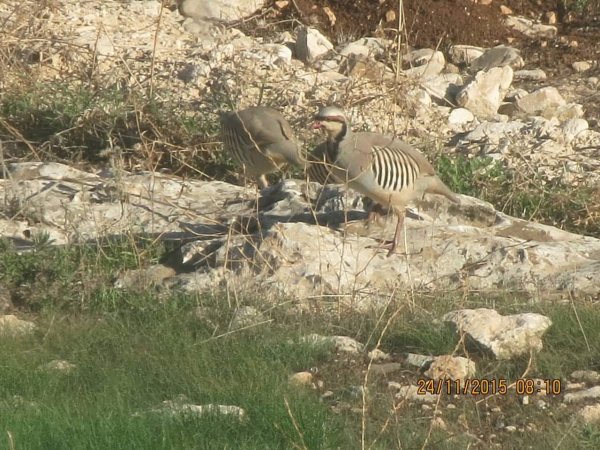 قرية العقبة / مدينة طوباس