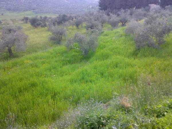  | موسوعة القرى الفلسطينية