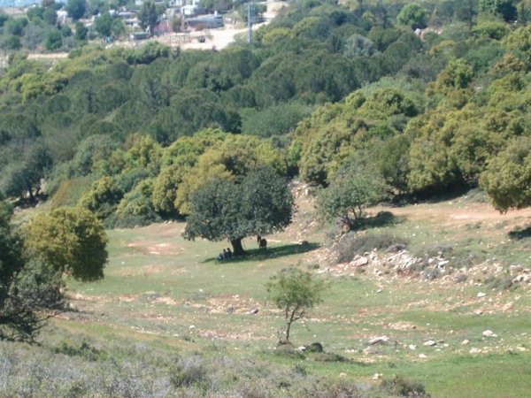 قرية الكمانة / عكا