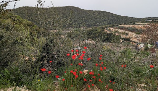 قرية الكمانة / عكا