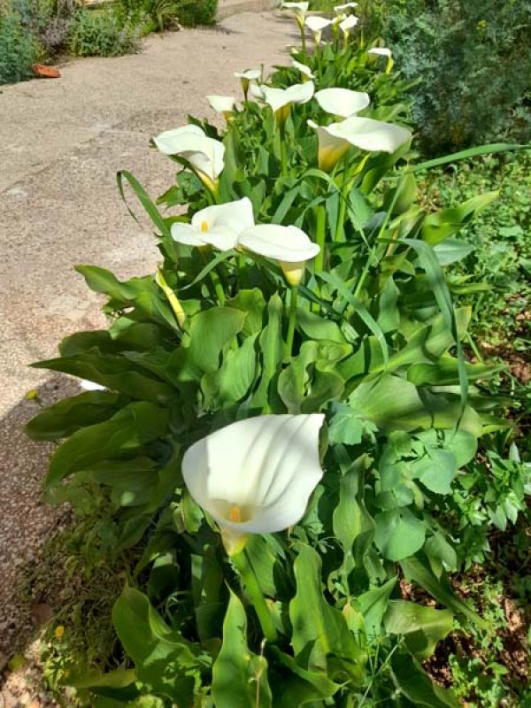 قرية الكمانة / عكا