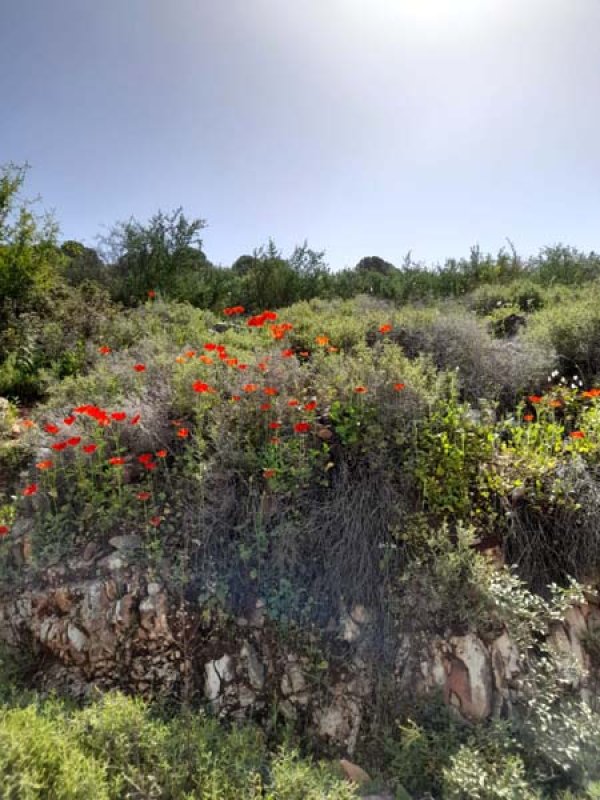 قرية الكمانة / عكا