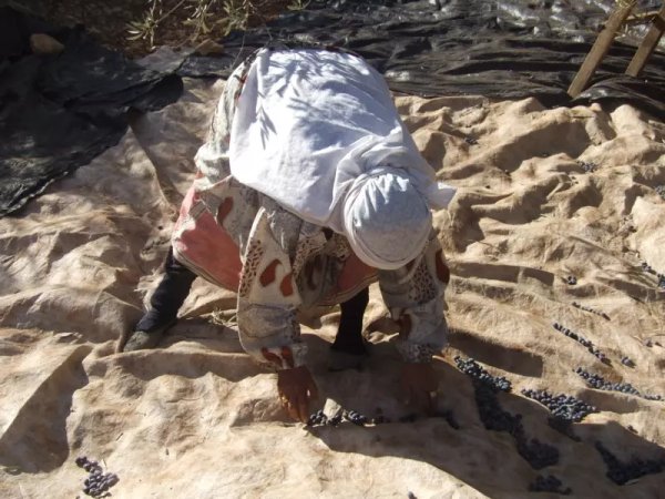 موسم قطاف الزيتون/قرية مرده