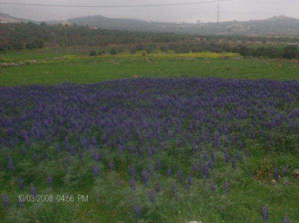 أراضي القرية/قرية مرده