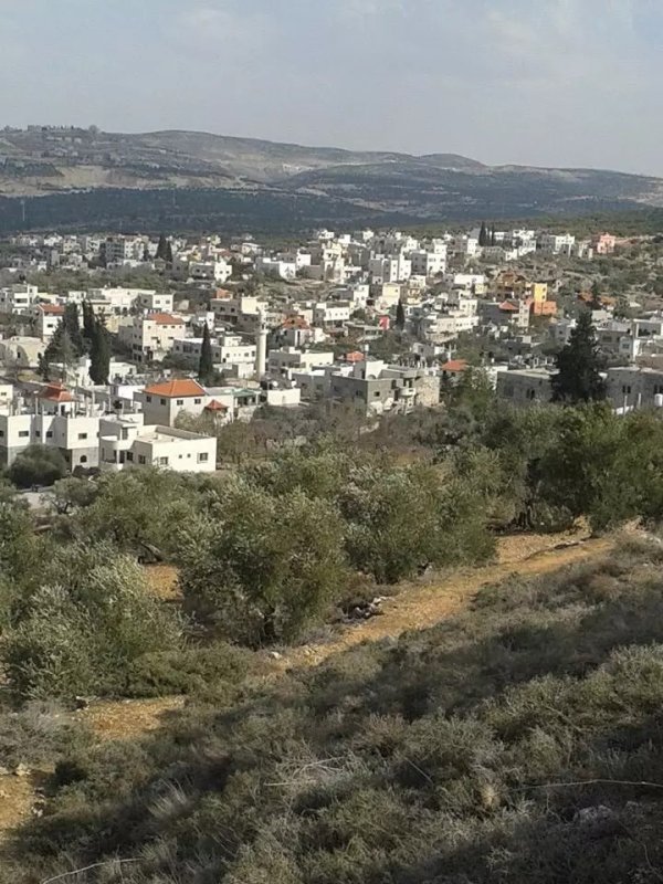 اشجار الزيتون /قرية مرده