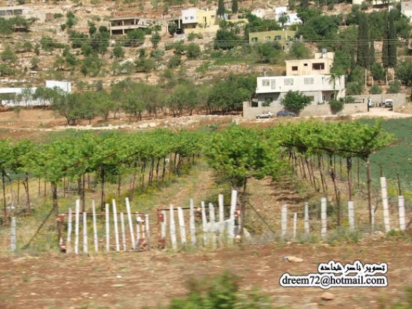 مزارع العنب /قرية الساوية