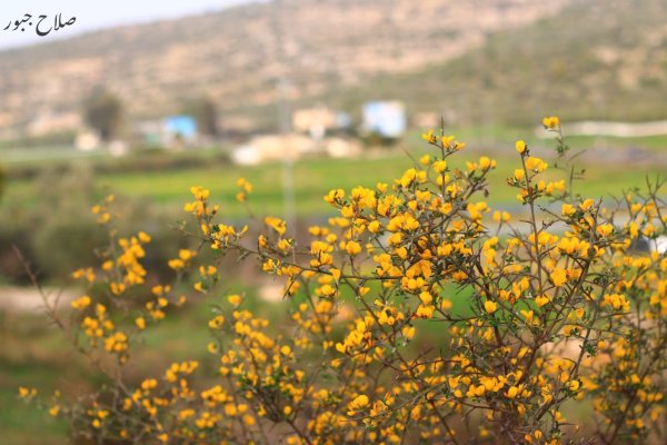 صور سهل قرية الساوية تصوير صلاح جبور 2025