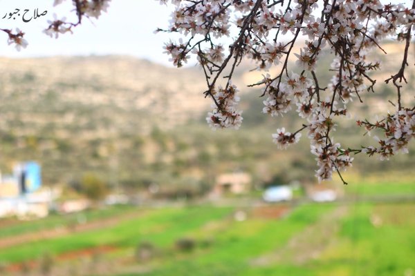 صور سهل قرية الساوية تصوير صلاح جبور 2025