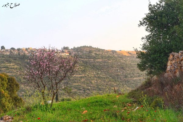 صور سهل قرية الساوية تصوير صلاح جبور 2025