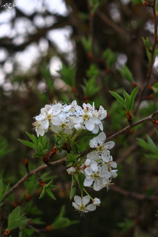 قريه الساوية /  تصوير صلاح جبور