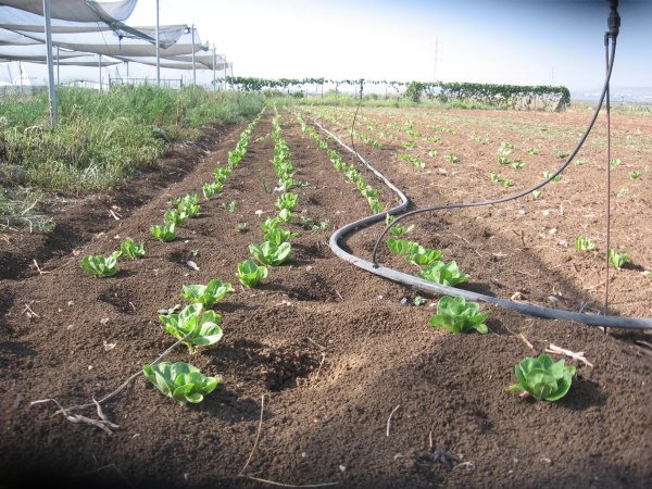 سهل المكر / عكا