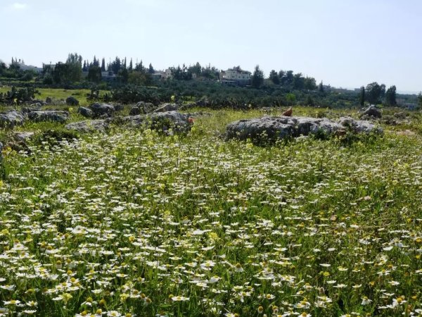 الربيع في قرية بدرس