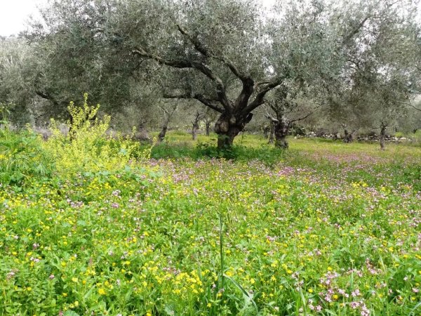 الربيع في قرية بدرس