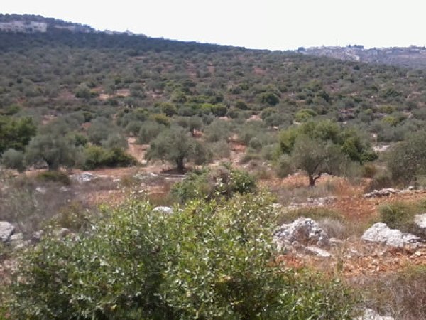 أراضي القرية/قرية قيرة